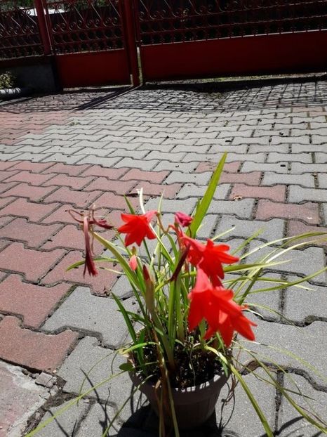 115758638 (1) - cyrtanthus elatus