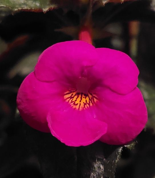  - AAA RIZOMI ACHIMENES DISPONIBILI -2023