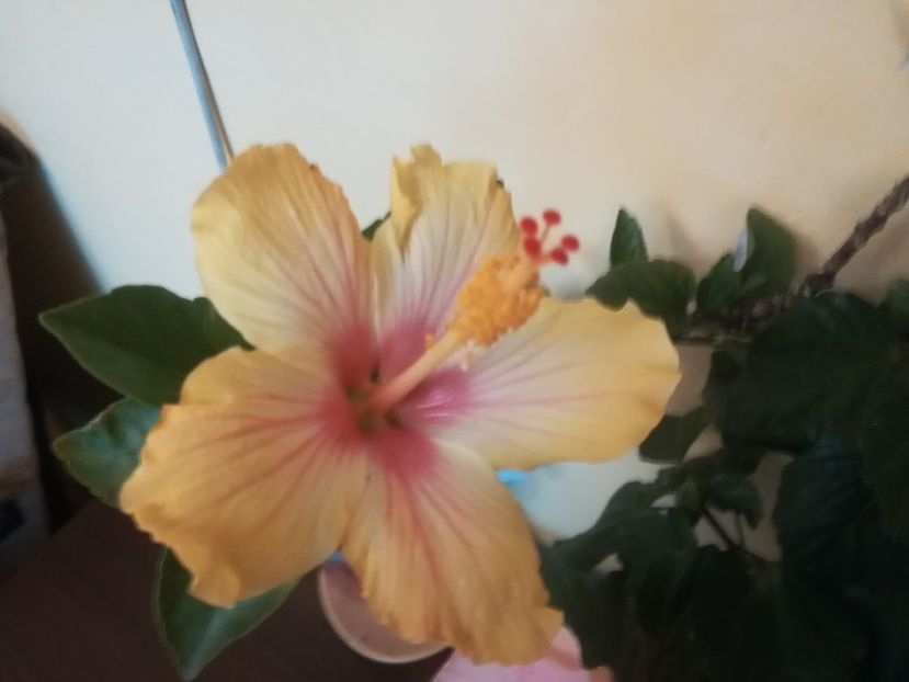  - Hibiscus 2023