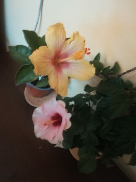  - Hibiscus 2023