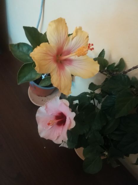  - Hibiscus 2023