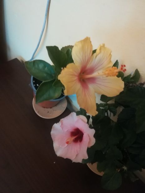  - Hibiscus 2023