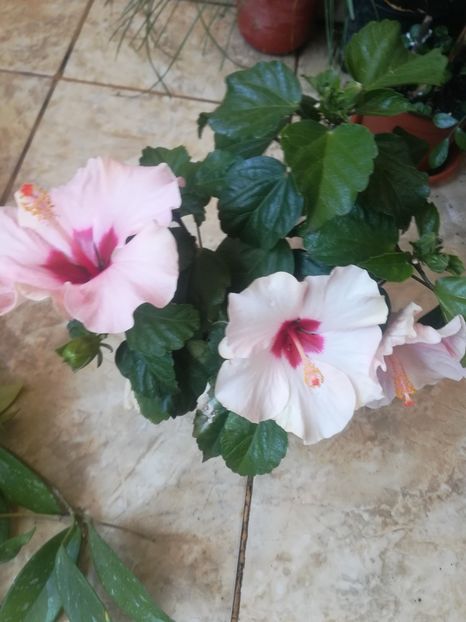  - Hibiscus 2023