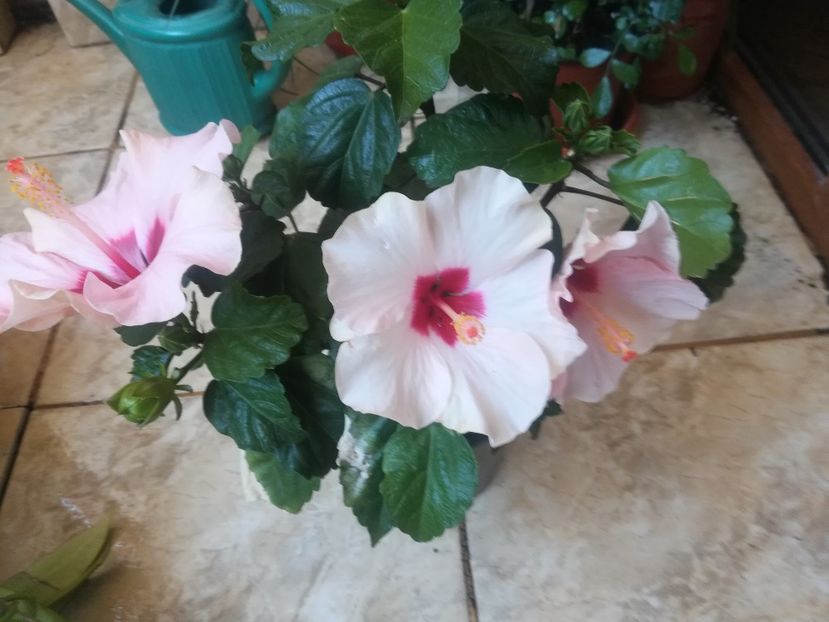  - Hibiscus 2023