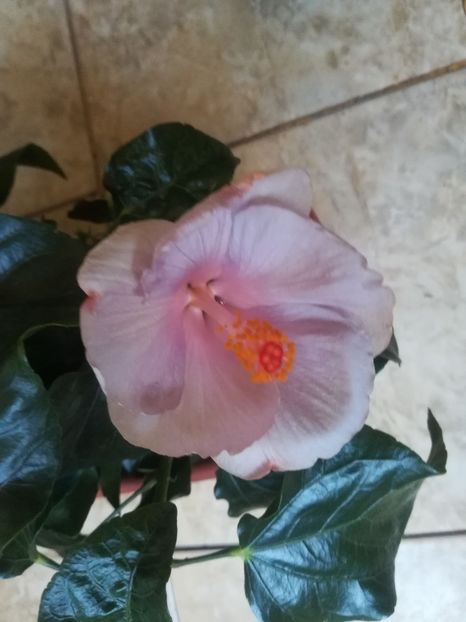  - Hibiscus 2023