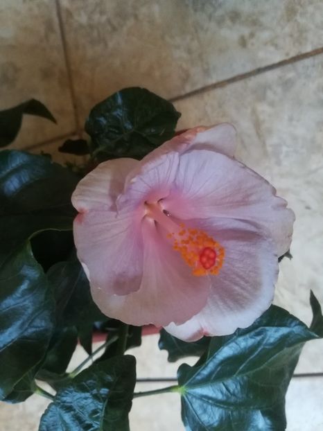  - Hibiscus 2023
