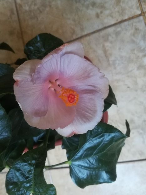 - Hibiscus 2023