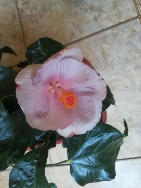  - Hibiscus 2023