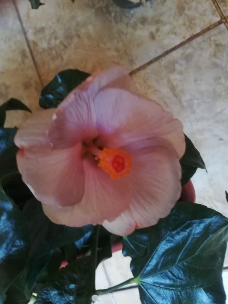  - Hibiscus 2023
