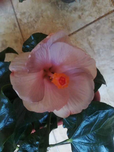  - Hibiscus 2023