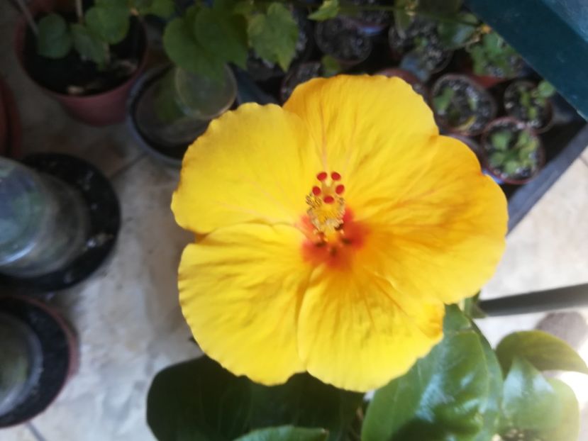  - Hibiscus 2023