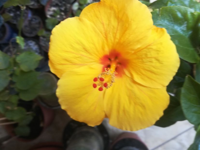  - Hibiscus 2023