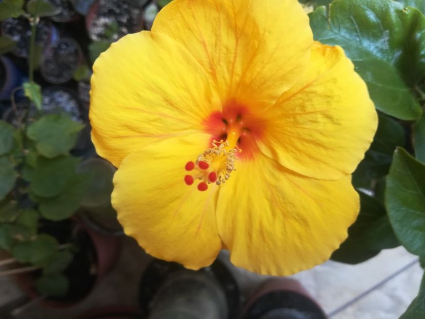  - Hibiscus 2023