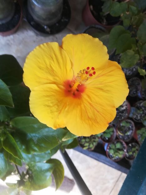  - Hibiscus 2023