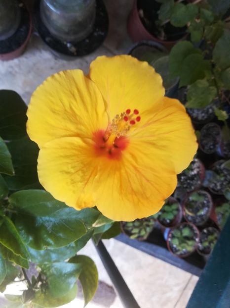  - Hibiscus 2023
