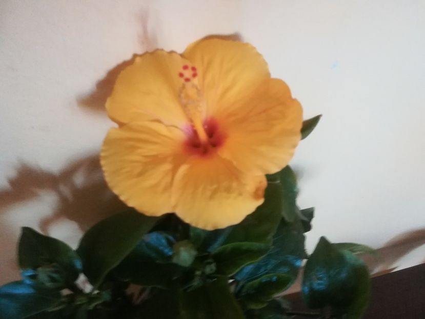  - Hibiscus 2023
