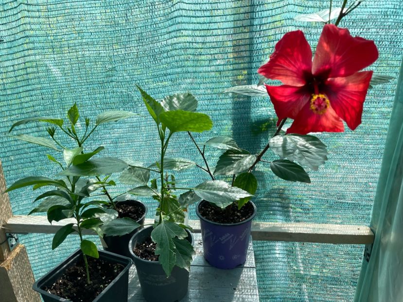 2EC1C154-E8EA-4A19-84FA-5071BF34F4A5 - 001 - Hibiscusi