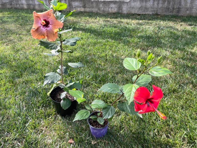 8A268C1F-197D-440C-B72B-B333DB85C763 - 001 - Hibiscusi