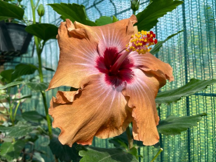 37AB9F28-953D-4376-8185-1EB49597A718 - 001 - Hibiscusi