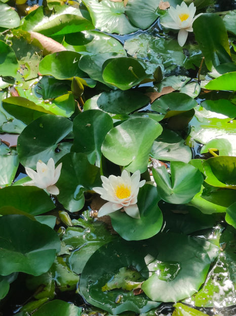 Nymphaea alba - De ce iubesc eu BaileFelix
