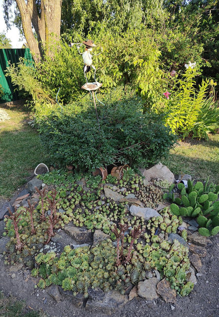 sempervivum hybr. - Gradina si terasa PrimaLuce__10-Hello 2023