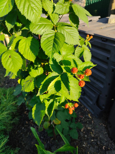 Rubus fruticosus-mure - Gradina si terasa PrimaLuce__10-Hello 2023