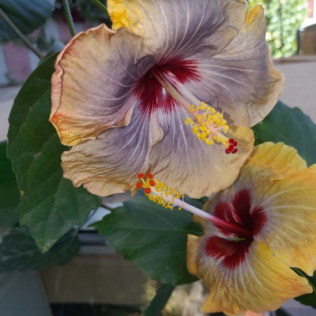 21.07.2023 - HIBISCUSI 2023-1