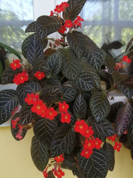  - EPISCIA