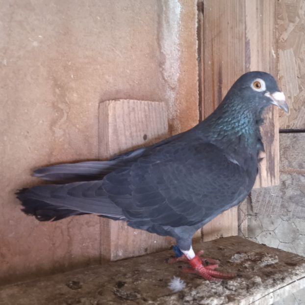 Mascul 22-676 GB....-rezervat pitesti - Porumbei vanduti