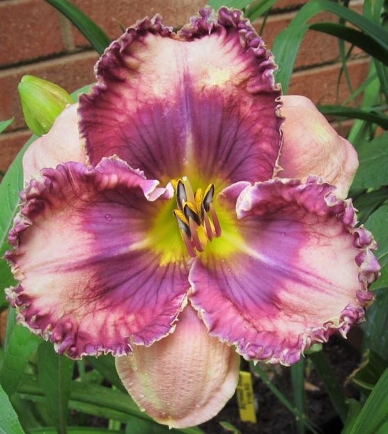 Beyond Ultra Violet - Harry 2015 SE SOLD - A - 2023 Autumn