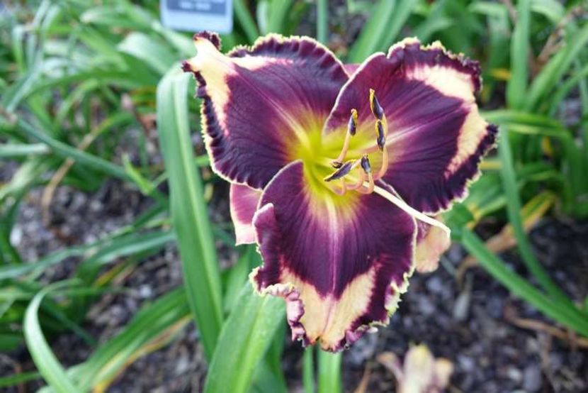 Glorious Garnet - Harry 2015 SE done - A - 2023 Autumn