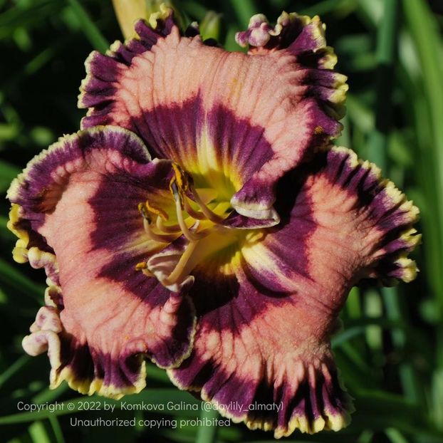 Petes Passion - Harry 2012 SE - A - 2023 Autumn
