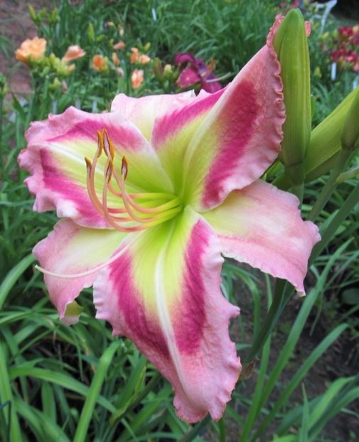 Queen of Green - Trimmer 2014 E NU - A - 2023 Autumn