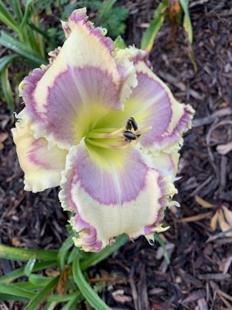 Tavares Blue Tooth - Harry 2019 SE Don - A - 2023 Autumn