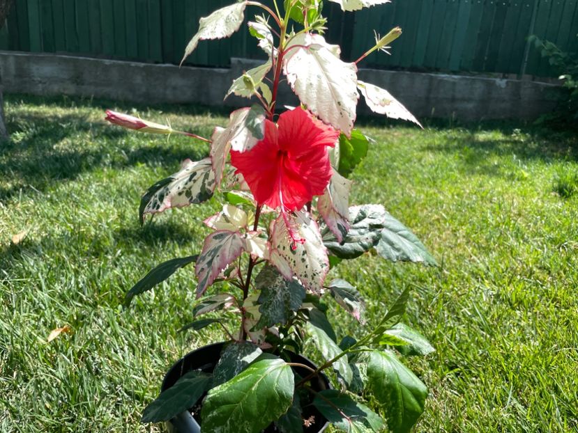 9C313ADC-103B-4B59-B647-B31FDB61C2A9 - Cooperi Roseflake