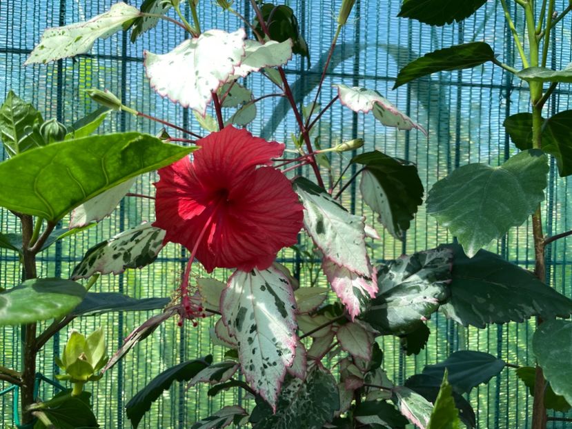 237BD67E-EE32-42A4-AA88-C7A5A4E45567 - Cooperi Roseflake