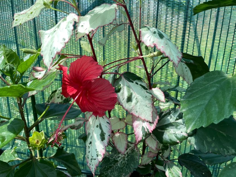 CC318432-B5B1-407E-8BC5-4B0D9529A513 - Cooperi Roseflake