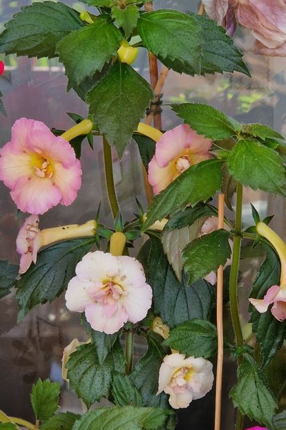  - Yellow English Rose p