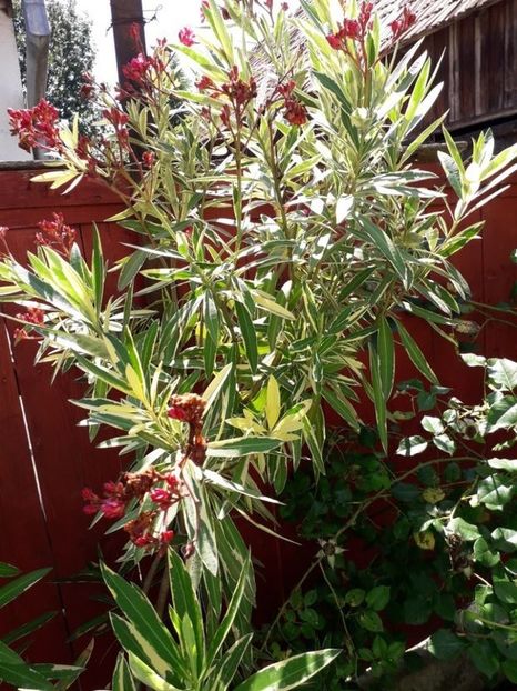  - variegat nr 24