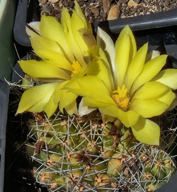  - Mammillaria