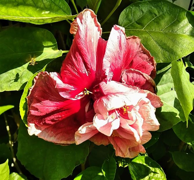  - Hibiscus New Year s Day