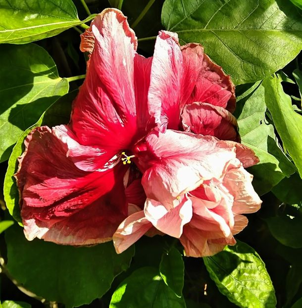  - Hibiscus New Year s Day