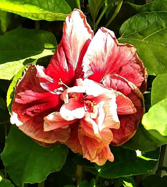  - Hibiscus New Year s Day