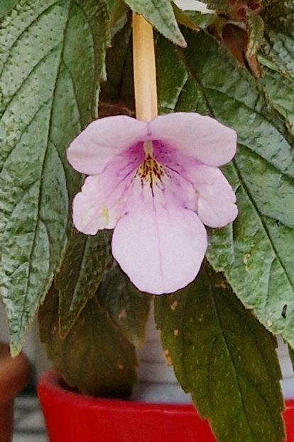 Dot xA - Achimenes 2023