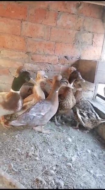 VideoCapture_20230721-194645 - Rate cu mot