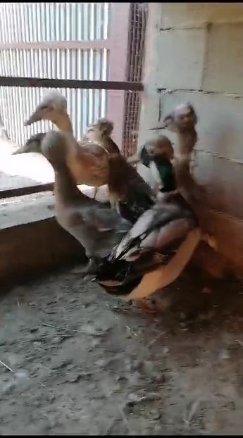 VideoCapture_20230715-084457 - Rate cu mot