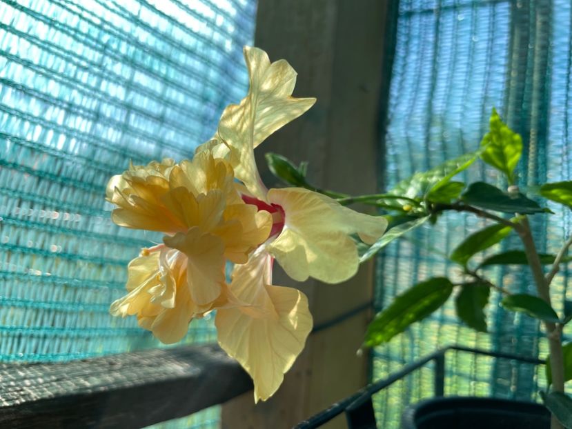 AAD1A0B9-A24E-4AAC-B390-7D6748FEF8EF - El Capitolio