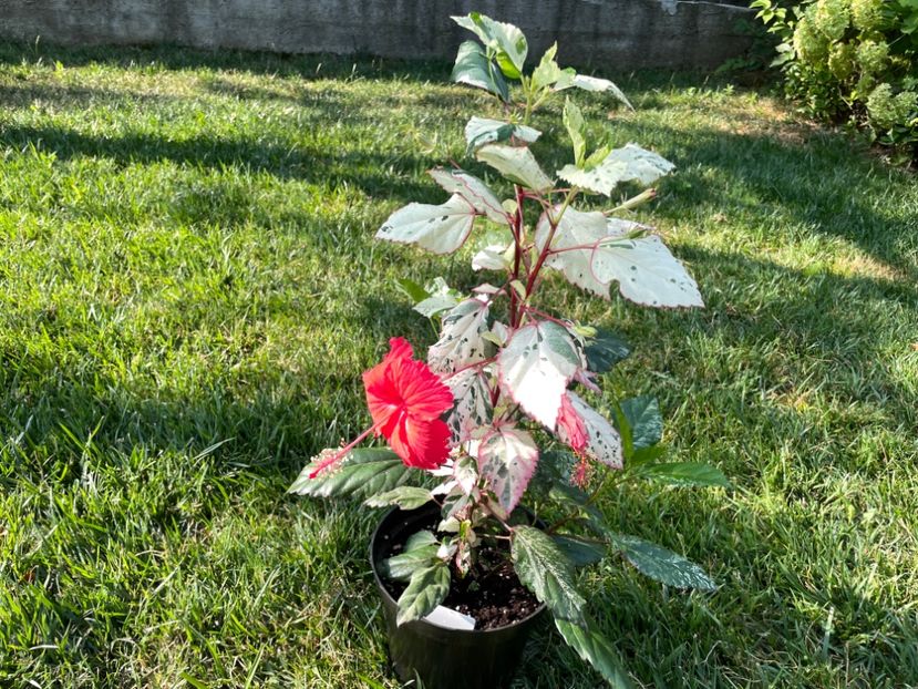 0D1DC337-FA11-46B1-BE70-5A44EA50E048 - Cooperi Roseflake