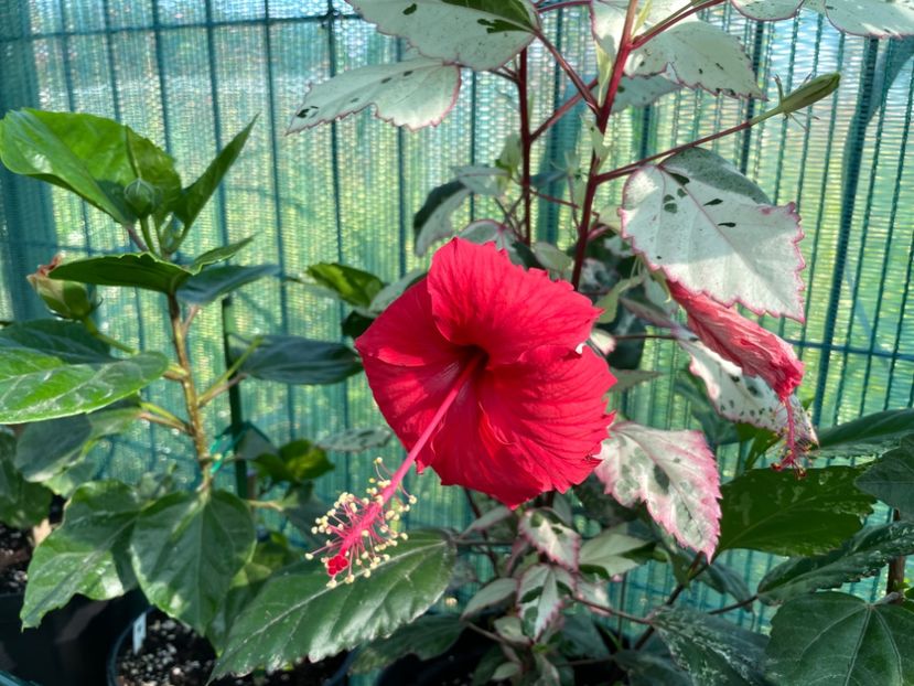 218C6EB9-47FF-41DB-A189-102391BE3DA0 - Cooperi Roseflake