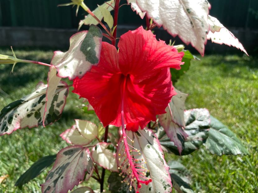 11401F6B-DBA6-4D88-8A2C-DB5F0317370E - 001 - Hibiscusi